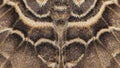 Complexity of moth wing structures, highlighting evolutionary adaptations Royalty Free Stock Photo