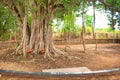 Complicated Bargad tree roots in the park with green leaves Royalty Free Stock Photo