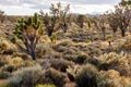 Joshua trees in the heart of Mojave National Preserve Royalty Free Stock Photo