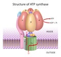 The components of ATP synthase, a rotary motor