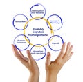 Human Capital Management Royalty Free Stock Photo