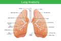 Components of human lung Royalty Free Stock Photo