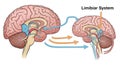 Components of the limbic system, such as the amygdala and hippocampus, Royalty Free Stock Photo