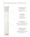 Components Of Semen Glands Test Tube Infographic