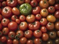 Compose an Alluring Image Showcasing the Beauty of Tomatoes