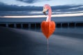 Composing. Flamingo with head, neck and leg on a physalis. Flamingo on the beach Royalty Free Stock Photo