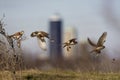 Composite of an American Kestrel, Falco sparverius, with prey item Royalty Free Stock Photo