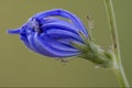 Composite cichorium intybus flower