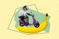 Composite collage image of funny monkey riding scooter delivery banana fruit shopping jungle freak bizarre unusual