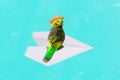 Composite collage picture of parrot wear sunhat panama sit paper airplane flight isolated on teal drawing background