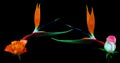 Composite of exotic pair of bird of paradise and rose flowers with black background