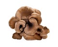 Composite of hen of the woods, or maitake mushrooms on white background