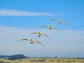 Composite Image of Australasian Gannet Approaching Landing Royalty Free Stock Photo