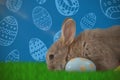 Composite image of bunny with floral pattern easter egg