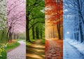 A composite image depicting a forest path transitioning through the four seasons. Royalty Free Stock Photo
