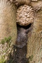 European hornets Vespa crabro nest in tree Royalty Free Stock Photo