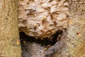 European hornets Vespa crabro around nest in tree Royalty Free Stock Photo