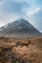 Composite image of red deer stag in Majestic landscape Winter portrait ofn Stob Dearg Buachaille Etive Mor mountain and snowcapped Royalty Free Stock Photo