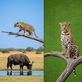 Composite image showing a leopard (Panthera pardus) in two settings Royalty Free Stock Photo