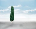 Composite image of tall tree with green foilage