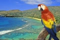 Composite panoramic image of a colorful parrot and Hanauma Bay, Hawaii Royalty Free Stock Photo