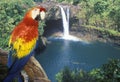 Composite panoramic image of a colorful parrot and waterfall in Hawaii Royalty Free Stock Photo