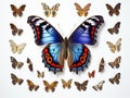 Composite of Peacock butterfly Royalty Free Stock Photo