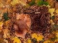 composite photo of 2 newborn babies or twins, two baskets with fur are in hydrangeas, yellow, brown, orange Royalty Free Stock Photo