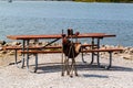 A composite picnic bench and table with an old washup garden chair