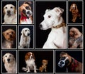 Composite picture with purebred dogs