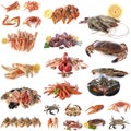 Seafood and shellfish in studio