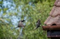 Composite shot of flying starling coming into land with worm in beak