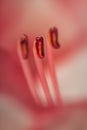 Extreme Macrophotography: Pink Stamen