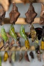 Composite of various views of a monarch emerging from a chrysalis. Royalty Free Stock Photo