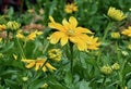 Composite Yellow Flowers Growing In A Flower Bed Royalty Free Stock Photo