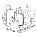 Composition with aloe plants, ponder, pestle and cosmetic tubes. Vector hand drawn outline sketch illustration