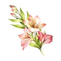 Composition with alstroemeria. Hand draw watercolor illustration