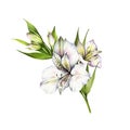 Composition with alstroemeria. Hand draw watercolor illustration