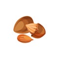 Apricot kernels vector icon.