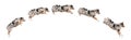 Composition of Australian Shepherd dogs jumping in a row, 7 months old Royalty Free Stock Photo