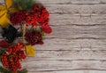 Berries of sea buckthorn, mountain ash, viburnum, Aronia and hawthorn, autumn leaves and branches of spruce on a wooden background Royalty Free Stock Photo