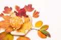 Composition of autumn colored leaves and citrus fruits. Lemons, tangerines, grapefruits in a wooden plate on a light background.