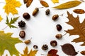 Composition of autumn colorful dried leaves