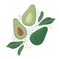 Composition avocado on white background. Abstract botanical illustration whole,half with seed and sprig in doodle Royalty Free Stock Photo