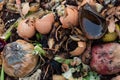 Composition background of rotting fruit and vegetable kitchen scraps with eggshells
