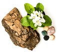 Composition of the bark of eucalyptus, Apple flowers, stones and shells