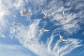 Composition of beautiful white doves in a blue sky