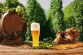 Composition with beer barrel and beer glasses with wheat and hops on wooden table over hop gardens and nature landscape