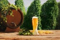 Composition with beer barrel and beer glasses with wheat and hops on wooden table over hop gardens and nature landscape