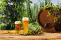 Composition with beer barrel and beer glasses with wheat and hops on wooden table over hop gardens and nature landscape